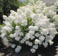 South Mountain Nursery Pee Gee Hydrangea Seeds - Beautiful Attractive Showy and Hardy