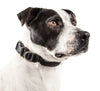 Pet Life ®  'Aero Mesh' Dual-Sided Breathable and Adjustable Thick Mesh Dog Collar