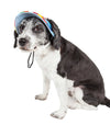 Pet Life ®  'Colorfur' UV Protectant Adjustable Fashion Canopy Brimmed Dog Hat Cap