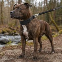Pet Life ® 'Geo-prene' 2-in-1 Shock Absorbing Neoprene Padded Reflective Dog Leash and Collar