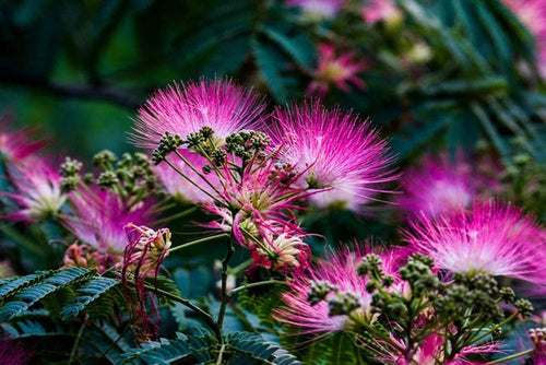 Pink Albizia Julibrissin Tree - 20 Seeds - Mimosa Tree, Silk Tree, Persian Silk Tree South Mountain Nursery