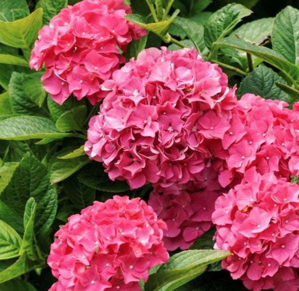 South Mountain Nursery Pink Hydrangea Seeds - Beautiful Attractive Showy and Hardy Perennial