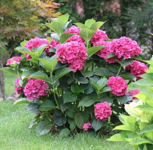 South Mountain Nursery Pink Hydrangea Seeds - Beautiful Attractive Showy and Hardy Perennial
