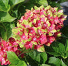 South Mountain Nursery Pistachio Hydrangea Seeds - Beautiful Attractive Showy and Hardy