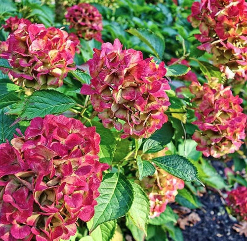 South Mountain Nursery Pistachio Hydrangea Seeds - Beautiful Attractive Showy and Hardy