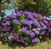 South Mountain Nursery Purple Hydrangea Seeds - Beautiful Attractive Showy and Hardy