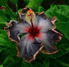South Mountain Nursery Rare Black Pink Purple Hibiscus Seeds "Black Rainbow" Giant Flower