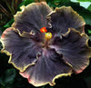 South Mountain Nursery Rare Black Pink Purple Hibiscus Seeds "Black Rainbow" Giant Flower