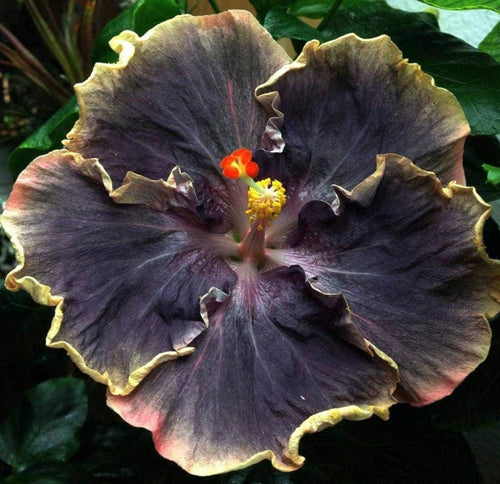 South Mountain Nursery Rare Black Pink Purple Hibiscus Seeds "Black Rainbow" Giant Flower