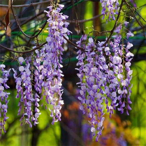 South Mountain Nursery Rare Mixed Color Wisteria Bonsai Tree Seeds - Highly Prized Flowering