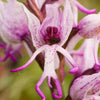 South Mountain Nursery Rare Orchid - 100 Seeds - Non-Gmo - Man Flowers Monkey Orchid
