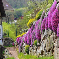 Red Carpet Creeping Thyme Ground Cover - 5000 Plant Seeds Perennial- Non-Gmo - Heirloom Flower South Mountain Nursery