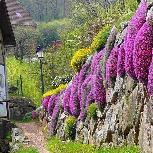 Red Carpet Creeping Thyme Ground Cover - 5000 Plant Seeds Perennial- Non-Gmo - Heirloom Flower South Mountain Nursery