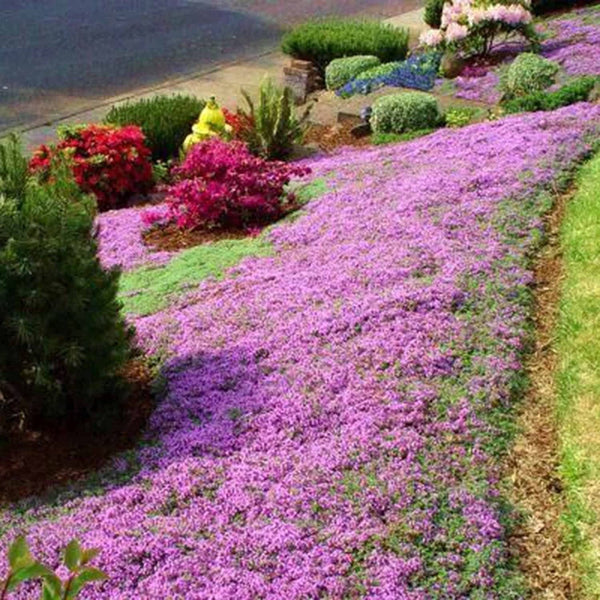 Red Carpet Creeping Thyme Ground Cover - 5000 Plant Seeds Perennial- Non-Gmo - Heirloom Flower South Mountain Nursery