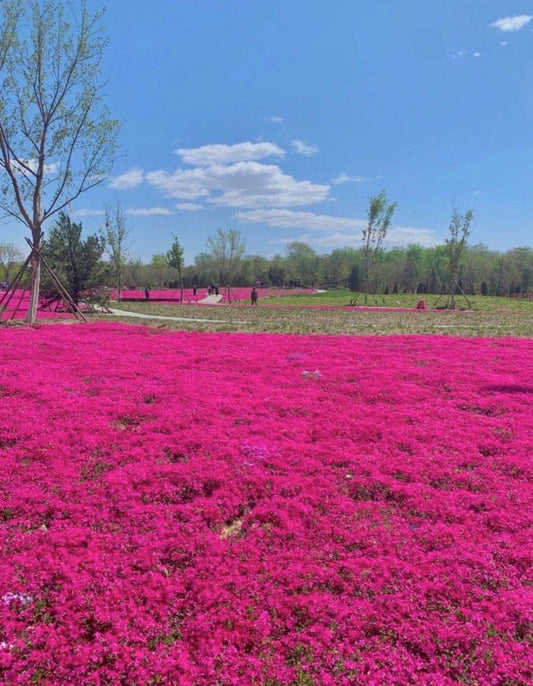 South Mountain Nursery Red Creeping Thyme Seeds - Easy-Grow, Fragrant Ground Cover Plants,