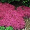 South Mountain Nursery Red Creeping Thyme Seeds - Easy-Grow, Fragrant Ground Cover Plants,