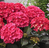 South Mountain Nursery Red Hydrangea Seeds - Beautiful Attractive Showy and Hardy Perennial