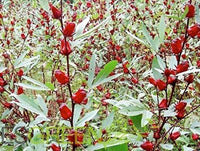 South Mountain Nursery Red Roselle Seeds - (Hibiscus Sabdariffa) Jamaican Sorrel Seeds -