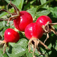 Rose Hip Seeds (Rosa Canina) Packet of 10 Seeds South Mountain Nursery