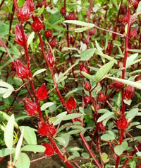 South Mountain Nursery Rosella - 30 Seeds - Hibiscus Sabdariffa Edible Fruit Perennial Fast