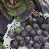 Rosella Brussels Sprouts Cabbage - 100 Seeds - Purple egetable South Mountain Nursery