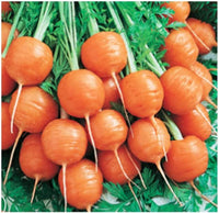 Round Parisian Carrots  - 500 Seeds South Mountain Nursery