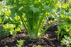 Celery Grow Kit | Grow Celery from Seed | Seeds In A Cup®