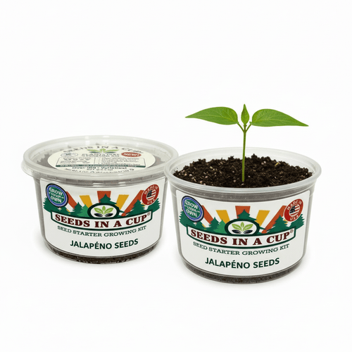 Cumin Grow Kit | Grow Fresh Cumin from Seed | Seeds In A Cup®