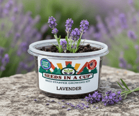Lavender Grow Kit | Grow Fresh Lavender from Seed | Seeds In A Cup®