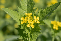Mustard Greens Grow Kit | Grow Mustard Greens from Seed | Seeds In A Cup®