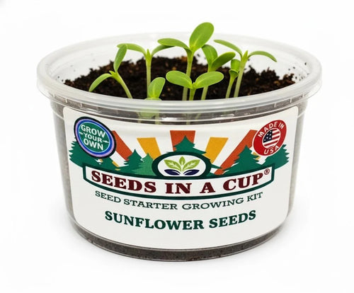 Sunflower Grow Kit | Grow Giant Sunflowers from Seed | Seeds In A Cup®