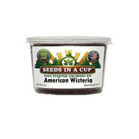 American Wisteria Grow Kit | Grow Wisteria Vine from Seed | Seeds In A Cup®