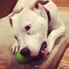 Dinosaur Egg Dog Chew Toy & Treat Dispenser - USA Made | SodaPup