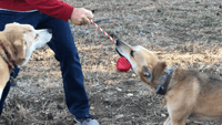 Heart on a String Dog Toy - Durable Rubber Tug Toy for Large Dogs | USA Made