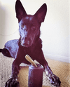Magnum Can Toy Rubber Dog Chew Toy for Extreme  Chewers | Treat Dispenser | USA Made