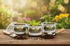 Cucumber Grow Kit | Grow Cucumber from Seed | Seeds In A Cup®