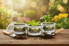 Thyme Grow Kit | Grow Fresh Thyme from Seed | Seeds In A Cup®
