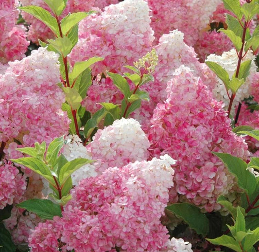 South Mountain Nursery Strawberry Hydrangea Seeds - Beautiful Attractive Showy and Hardy