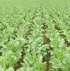 South Mountain Nursery Sugar Beet - 250 Seeds - Non-Gmo Heirloom