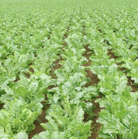 South Mountain Nursery Sugar Beet - 250 Seeds - Non-Gmo Heirloom