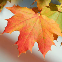 South Mountain Nursery Sugar Maple Tree - 20 Seeds - Acer Saccharum, Colorful and Easy to