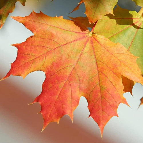 South Mountain Nursery Sugar Maple Tree - 20 Seeds - Acer Saccharum, Colorful and Easy to