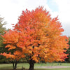 South Mountain Nursery Sugar Maple Tree - 20 Seeds - Acer Saccharum, Colorful and Easy to