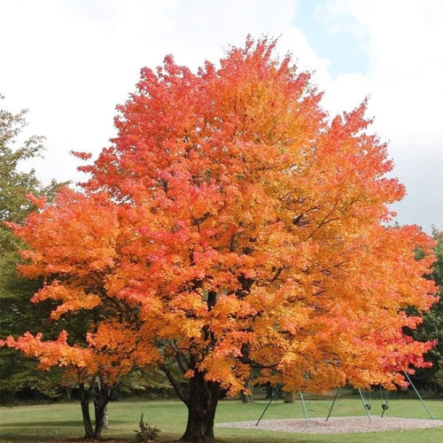 South Mountain Nursery Sugar Maple Tree - 20 Seeds - Acer Saccharum, Colorful and Easy to