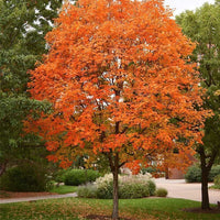 South Mountain Nursery Sugar Maple Tree - 20 Seeds - Acer Saccharum, Colorful and Easy to