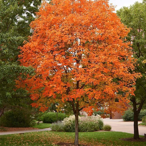 South Mountain Nursery Sugar Maple Tree - 20 Seeds - Acer Saccharum, Colorful and Easy to