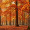Sugar Maple