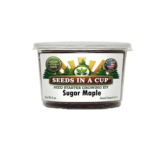 Sugar Maple Tree Grow Kit | Grow Sugar Maple from Seed | Seeds In A Cup®