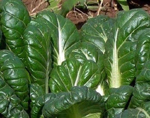 South Mountain Nursery Tatsoi Mustard - 500 Seeds - Heirloom Non GMO Garden Vegetable Bulk