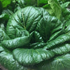 South Mountain Nursery Tatsoi Mustard - 500 Seeds - Heirloom Non GMO Garden Vegetable Bulk